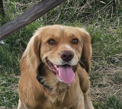 working cocker spaniel