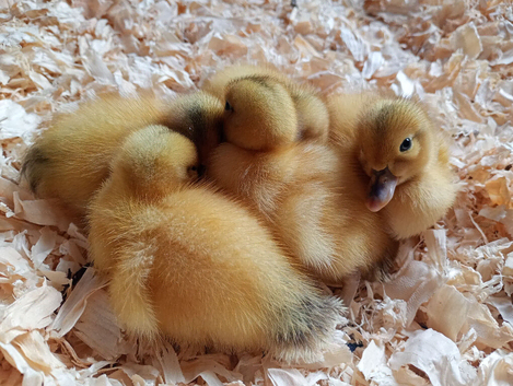 Silver Bantam Duck Hatching Eggs