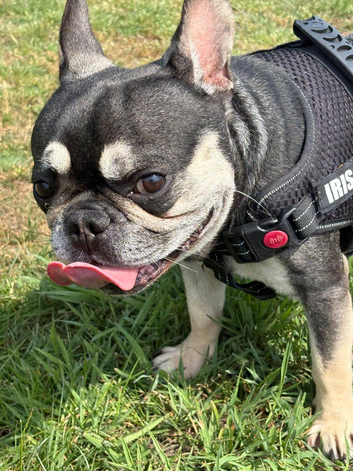 5 year old male frenchie