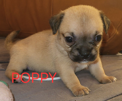 Gorgeous Jug Puppies
