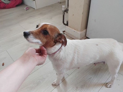 Jack russell puppies