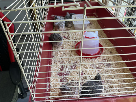 Jumbo quail