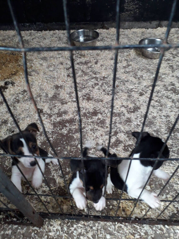 1 bitch 2 dogs