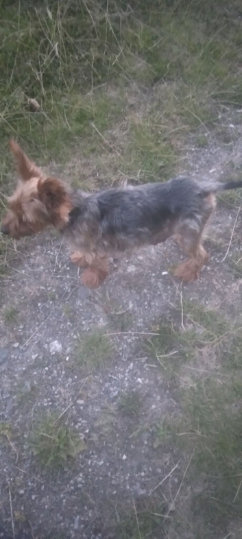 Yorkshire terrier puppies
