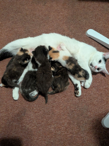 Kittens ready for their forever homes