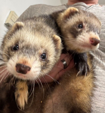 Two boys ferrets