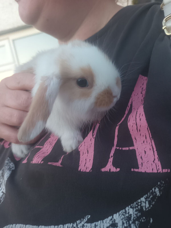 Mini lop baby