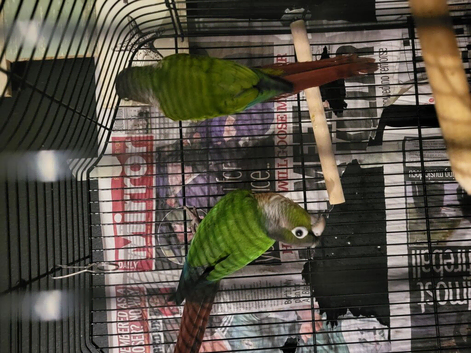 2 young conures