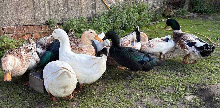 Various ducks