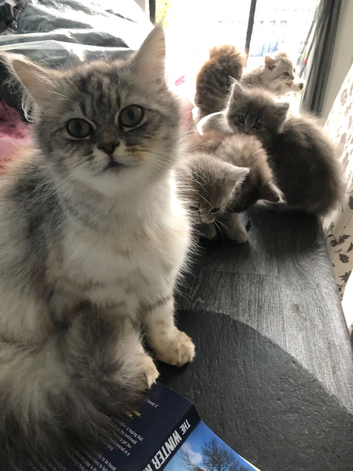 half persian