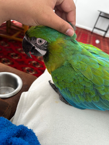 Rare stunning  Hybrid milligold macaw