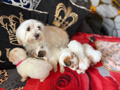 Malshi puppies teacup size xs