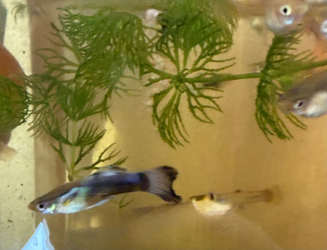 Guppies