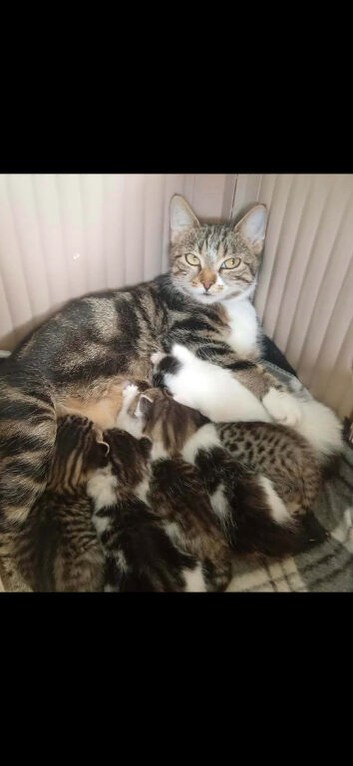 Two 8week old boys