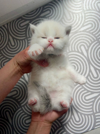 Truly affectionate and gorgeous ragdolls kittens