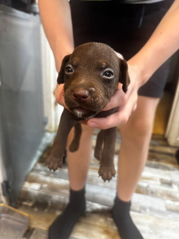 Patterdale x Lakeland puppies