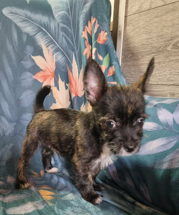 Chihuahua x westie