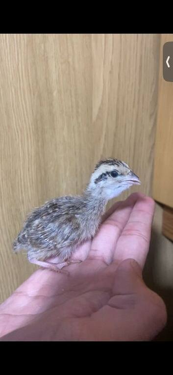 Gora teetar chicks