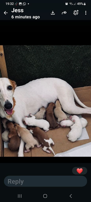 Gorgeous whippet puppies