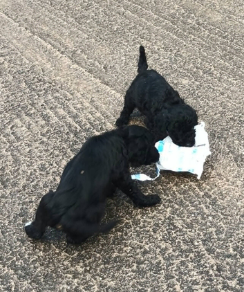 READY TO LEAVE THIS WEEKEND F1b SPROODLE PUPPIES FROM 5* LICENCED BREEDER