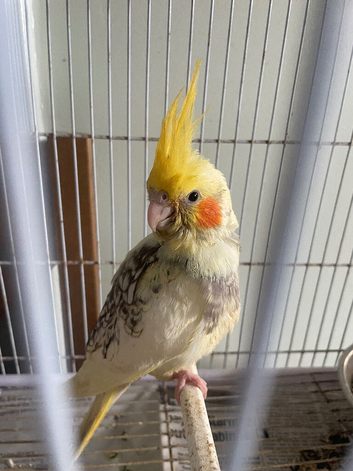 Baby Cockateils