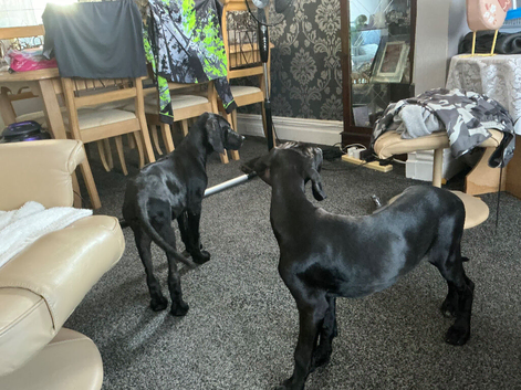 6 month old black Rhoditian ridgeback/retreiever