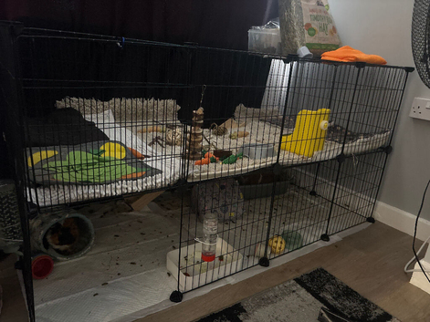 2 guinea pig boars about 2 years old