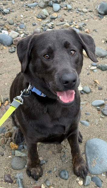 Silver Labrador - Bramble