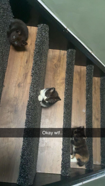 Kittens for sale