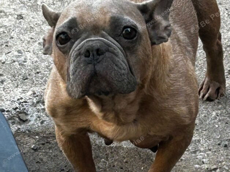 The sweetest most gentlest girl you'll ever meet! We rescued her from abusive looking for 10* home!