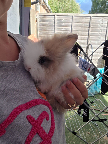 Doublemaned lionhead