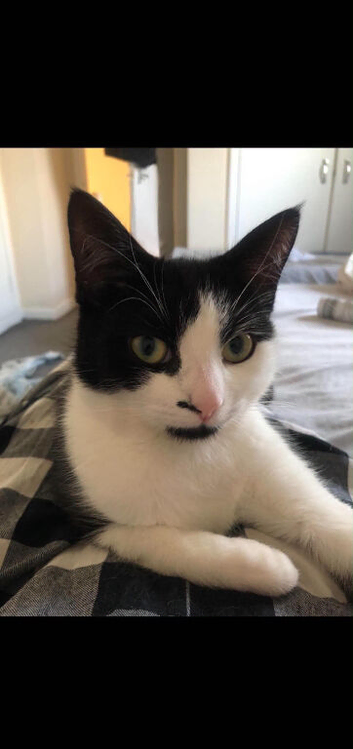 10 Month old female Kitten