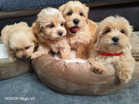 Mini Maltipoo pupps Ready for Rehoming