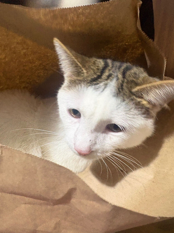 Luka needs a new home !!