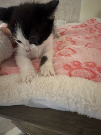 Black and white kitten