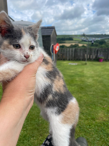 Gorgeous Kitten