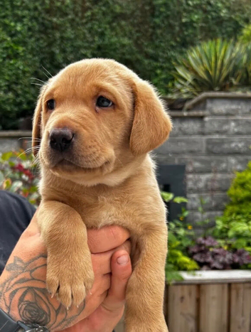 KC Registered Labrador Retriever Puppies