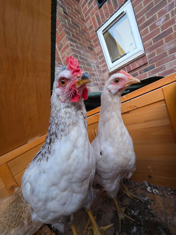 2 hens 2 roosters and coop