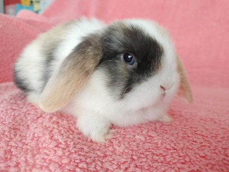 Selection of mini lop babies available