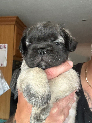 Stunning litter of 4 Prestige Fluffy Pug babies looking for their Forever Homes.