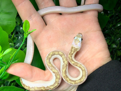 White Sided Black Rat Snake at Birmingham Reptiles