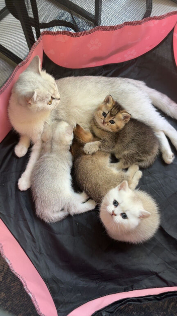 British shorthair