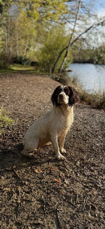 KC Springer spaniel puppies