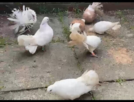 Fantail pigeons