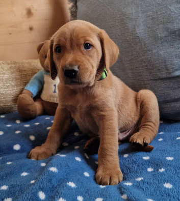FANTASTIC FOX RED SPRINGADOR PUPPIES