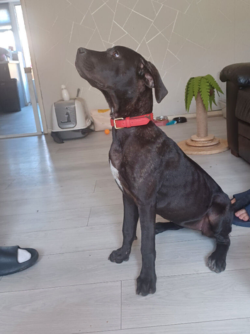 Female Cane Corso