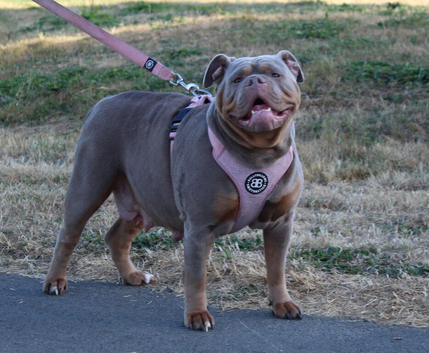 Olde English bulldog retired