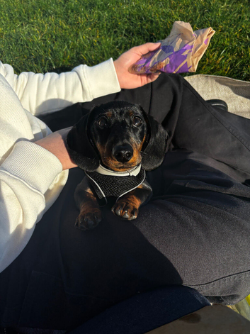 9 Month old Miniature Dachshund