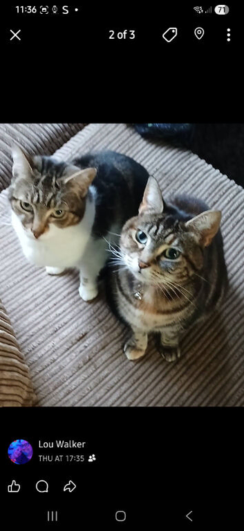 Tigger & Tiger