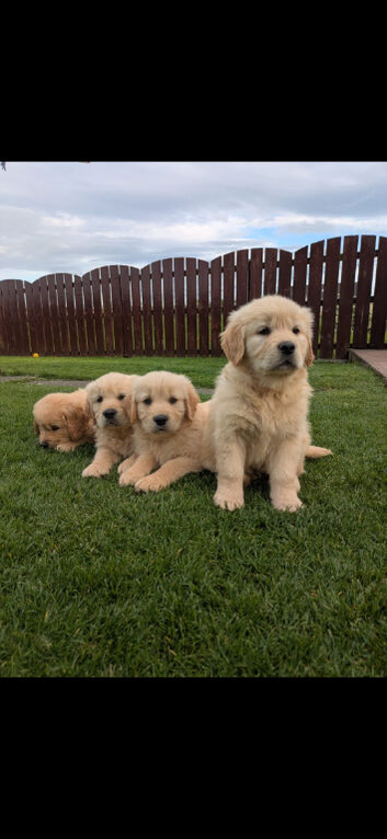 Golden retriever puppies for sale